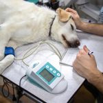 Veterinarios y protección de datos