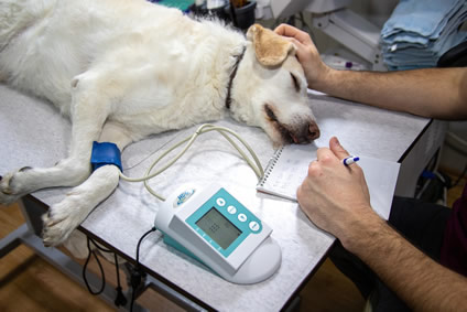 Veterinarios y protección de datos
