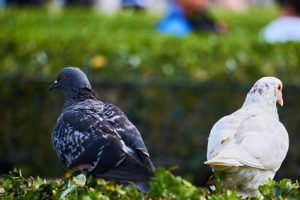 Mainstreaming de género